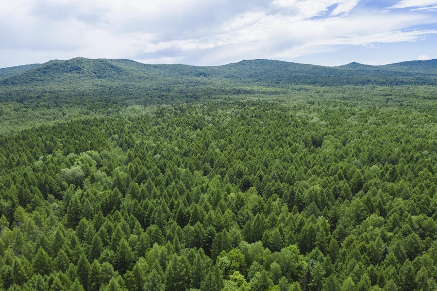 China unveils financial measures to bolster forestry development img