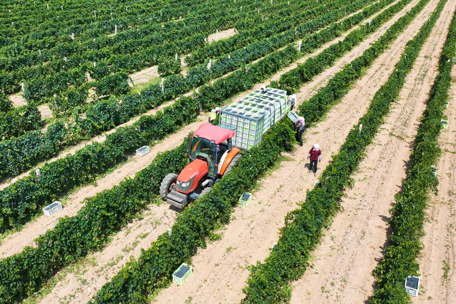 An aerial drone photo taken on Aug. 29, 2024 shows workers picking wine grapes at vineyards in Yuanlong Village of Minning Town, Yongning County in Yinchuan, capital of northwest China's Ningxia Hui Autonomous Region. (Photo by Yuan Hongyan/Xinhua)
