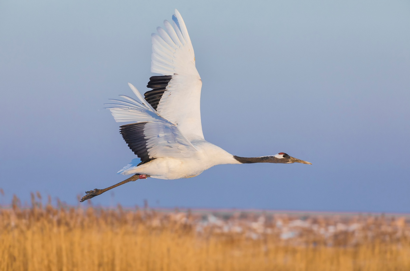 China to launch 3-year campaign to strengthen bird protection img