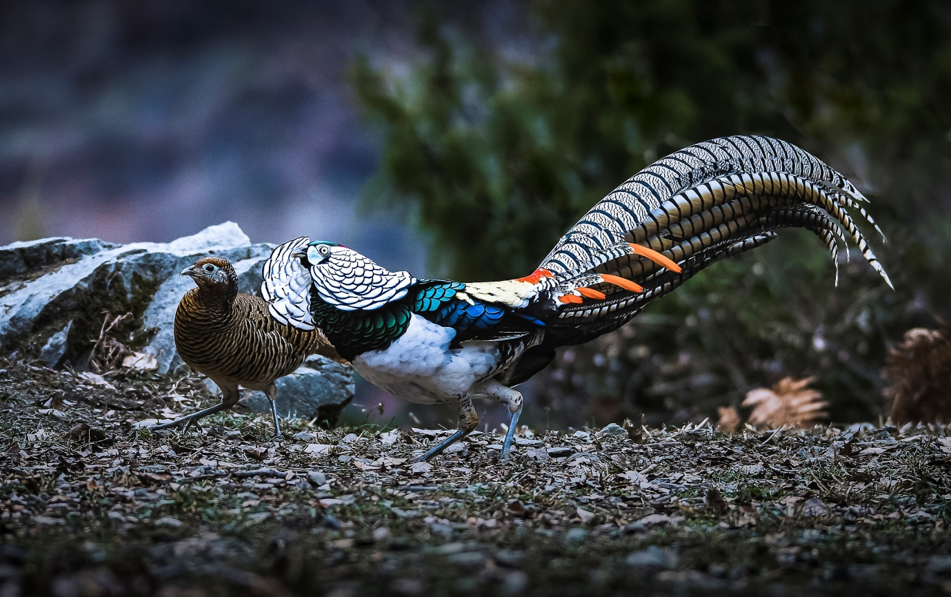 A female Lady Amherst's pheasant (L) and a male Lady Amherst's pheasant. /VCG