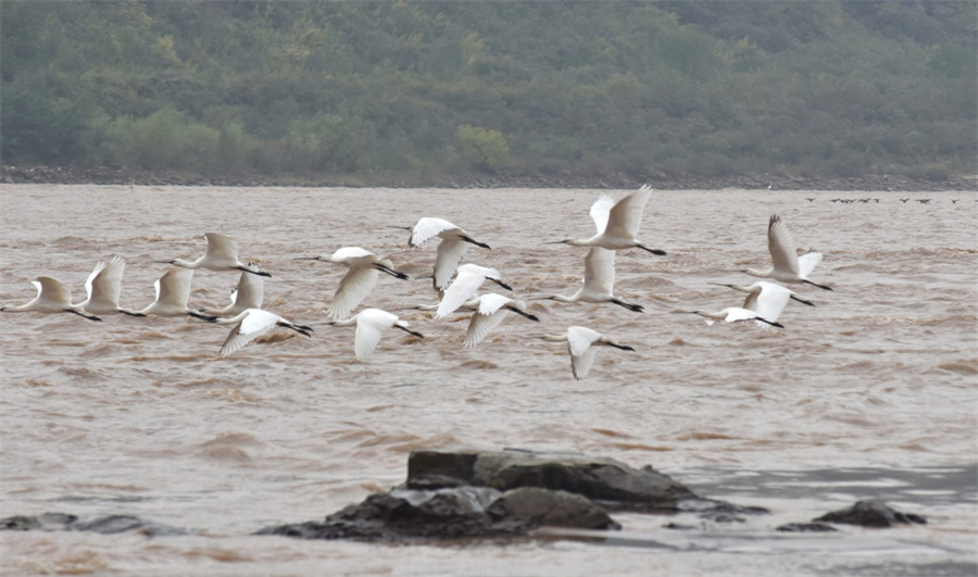 Eurasian spoonbills fly over the Hukou Waterfall along the Yellow River in Linfen, north China's Shanxi province. [Photo/Lyu Guiming]
