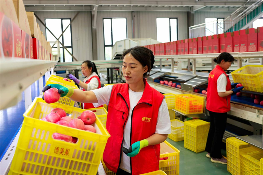 Workers sort and pack apples in a smart industrial park in Pingliang, northwest China's Gansu province. [Photo/Chen Kun]